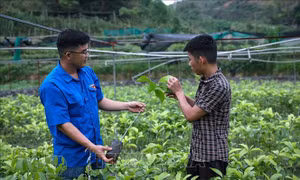Khát vọng làm giàu của chàng trai xứ Mường