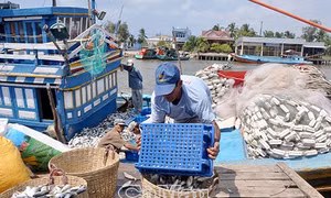 Luật Thủy sản 2017 sắp có hiệu lực - Bài 2: Nâng cao hiệu quả nghề khai thác biển