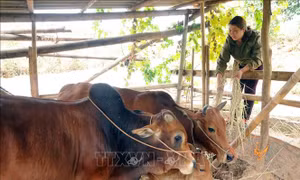 Sơn La: Hộ gia đình người Thái được ngưỡng mộ vì sản xuất, kinh doanh giỏi 
