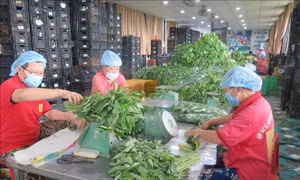 TP Hồ Chí Minh thúc đẩy tiêu thụ nông sản của các địa phương