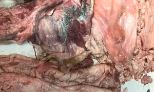 Ngăn chặn kịp thời 500 kg thịt lợn bốc mùi đưa ra thị trường