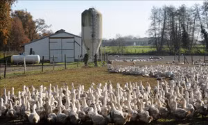 Pháp tiêu hủy hàng trăm nghìn con vịt do lo ngại dịch cúm gia cầm H5N8