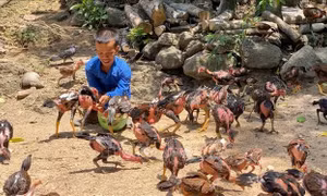Chàng trai 'nấm lùn' khởi nghiệp bằng chăn nuôi, hai chị em khiếm thính mở phòng tranh 'Tự Lực'
