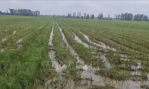 Chi phí tăng cao – hàng nghìn ha sản xuất vụ lúa Thu Đông ở Bạc Liêu bị bỏ hoang