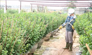 Nhà vườn kỳ vọng được mùa hoa Tết