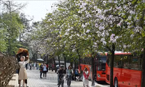 Hoa ban nở rộ thu hút nhiều du khách đến với Hà Nội