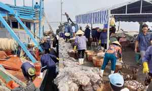 Làng biển Bình Thắng tràn đầy sắc Xuân