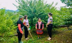 Mùa xuân no đủ ở cao nguyên Mộc Châu
