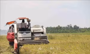 Khuyến cáo nông dân tuân thủ lịch thời vụ xuống giống tránh hạn mặn