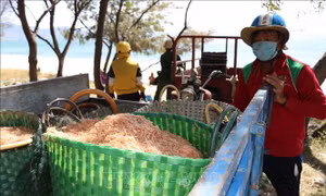 Ngư dân Ninh Thuận được mùa ruốc biển, thu nhập cả chục triệu đồng mỗi ngày