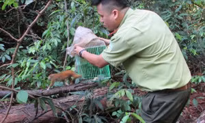 Giải cứu 157 cá thể động vật hoang dã