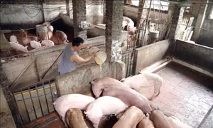 Chủ động bảo vệ đàn vật nuôi mùa mưa bão