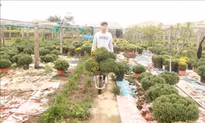 Ổn định giá hoa, cây cảnh cung ứng thị trường dịp Tết