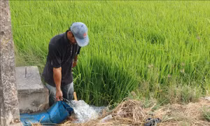 Long An chủ động phòng, chống hạn mặn