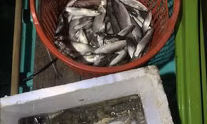 Ngăn chặn khai thác, mua bán, sử dụng cá non tự nhiên
