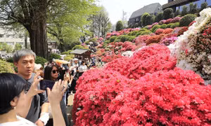 Rực rỡ lễ hội hoa đỗ quyên tại Tokyo