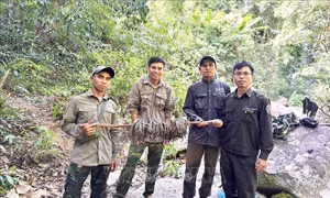Ngăn chặn bẫy thú trong các khu bảo tồn rừng ở Quảng Trị