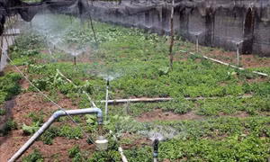 Phục hồi sau hạn, mặn vùng ven biển - Bài cuối: Sống chung với hạn mặn