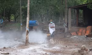 Khống chế không để dịch tả lợn châu Phi lây lan