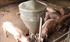 An Giang tăng kiểm soát dịch tả lợn châu Phi
