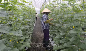 Diễn đàn kinh tế hợp tác, hợp tác xã năm 2021 dự kiến diễn ra trong quý III/2021