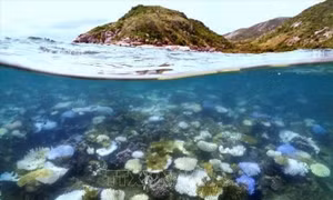 Báo động tình trạng suy giảm nghiêm trọng rạn san hô Great Barrier 