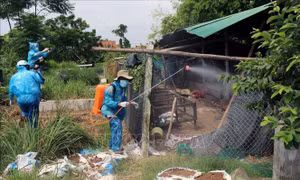 Xuất hiện ổ dịch cúm gia cầm H5N6 nguy hiểm dễ lây lan sang người 