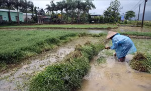 Điện Biên: Mưa lớn giải hạn cho hàng vạn ha cây trồng xác xơ vì nắng nóng