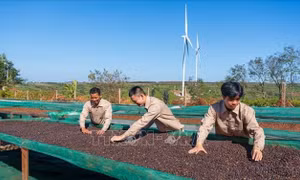 Việt Nam - New Zealand: Mở rộng dư địa cho những động lực tăng trưởng mới