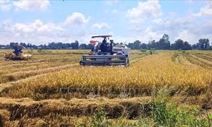 Giảm chi phí, tăng lợi nhuận từ mô hình lúa phát thải thấp ở Cà Mau