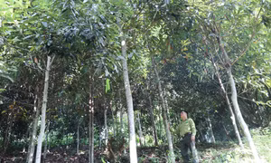 Giữ màu xanh bền vững cho rừng Thái Nguyên