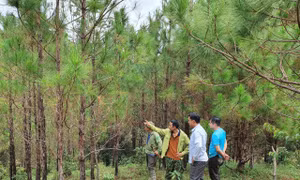 Đắk Nông thực hiện giám sát công tác trồng rừng thay thế