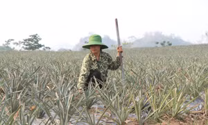 Phát triển, nhân rộng các mô hình kinh tế hiệu quả