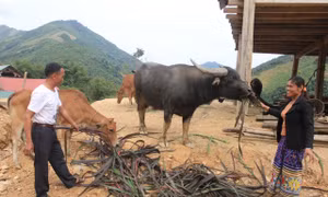 Vốn chính sách làm trợ lực xóa nghèo ở miền Tây Nghệ An