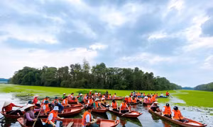 Mảnh rừng phác họa non sông