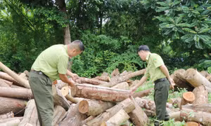 Nâng cao hiệu quả công tác quản lý, bảo vệ rừng ở Thái Nguyên 