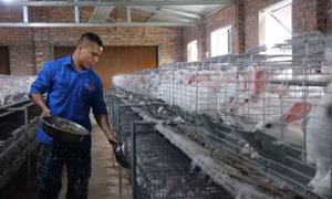 Những thanh niên làm giàu trên mảnh đất quê hương