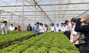 Phát triển nông nghiệp ứng dụng công nghệ cao tại Đồng Nai: Bức tranh đã sáng màu