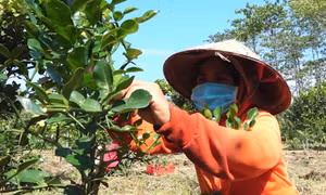 Phát triển mô hình trồng chanh lấy lá ở Đồng Nai 
