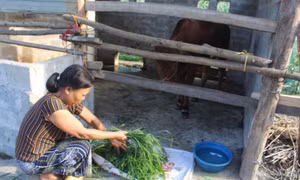 Thoát nghèo bền vững nhờ nuôi bò sinh sản