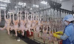 Ngành Nông nghiệp Đồng Nai tăng trưởng tốt dù đối mặt nhiều khó khăn