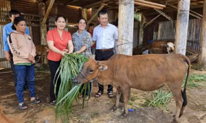 Thu hẹp khoảng cách phát triển - Bài 1: Ổn định và phát triển kinh tế xã hội vùng đồng bào dân tộc thiểu số