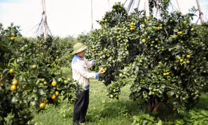 Hướng đi thoát nghèo bền vững của nông dân thời kỳ mới