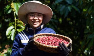 Nestlé thúc đẩy nền nông nghiệp phát thải thấp qua mô hình nông nghiệp tái sinh