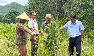 Phú Yên: Liên kết sản xuất và kết nối du lịch 