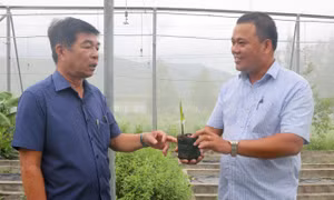 Khu nông nghiệp ứng dụng công nghệ cao Phú Yên nghiên cứu thành công nhiều giống cây 