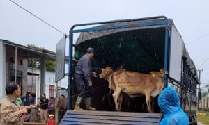 TP. Pleiku: Trao sinh kế cho hộ nghèo, cận nghèo