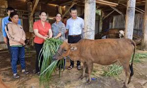 Thành phố Pleiku: Hơn 9,3 tỷ đồng thực hiện chương trình giảm nghèo