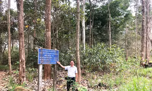 Đồng Nai phát triển kinh tế của hệ sinh thái rừng