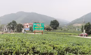 Bảo tồn và phát triển vùng chè đặc sản Tân Cương
